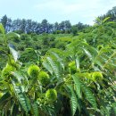 장대농장 이미지