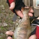 대자연낚시 이미지