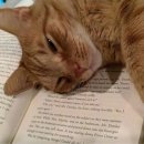 나만 없어 고양이 이미지