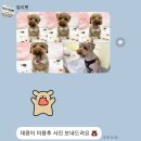 릴리 펫스파 네이버블로그