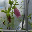 초롱하우스 이미지