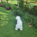 써니펫시터 이미지