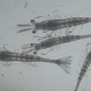 보리수산 이미지