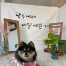 개밥주는여자 이미지