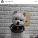 마마펫살롱 이미지
