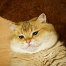 이야옹 이미지