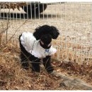 앤드퍼피 이미지