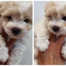 리사앤루이 이미지