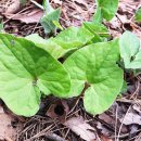 뿌리한약국 이미지