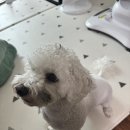 차차펫살롱 이미지