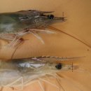 지원이네찜 이미지