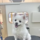 흰그루밍 이미지