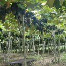 호암농장2 이미지