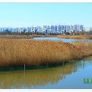 을숙도 생태공원 이미지