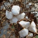 양기1 리 이미지