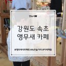 신세계태권도장 | 강원도 속초 앵무새 카페 &lt;앵무새리프패럿&gt; 아이와 함께 실내 놀 거리 이색 체험