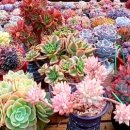 해림농장 이미지