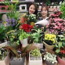 (봄맞이) 홈가드닝 이미지