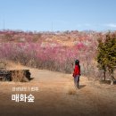 매화숲유치원 | 진주 매화숲 실시간 개화 경남 봄꽃구경 데이트 드라이브 코스
