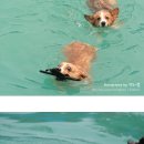 스타독 | [웰시코기 코비] 스타독 꿈꾸몽 - 수영장에서 놀기