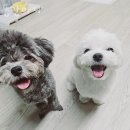 뚱강아지 이미지