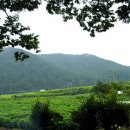 정자나무아래 이미지