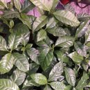 커피나무 이미지