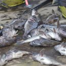 안면도바다사랑낚시 이미지