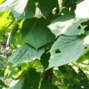 방태산마당바위민박 이미지