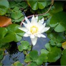 숲속의향기 이미지