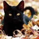 검은고양이 이미지