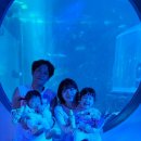 젤리피쉬 | 여수 어린이날 아이와 가볼만한 곳 아쿠아플라넷 아쿠아리움 입장료할인방법