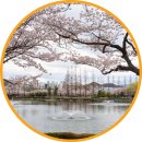 내동어린이공원 | 김해 연지공원 벚꽃명소 튤립 실시간 개화상황 데이트 가볼만한곳