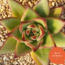 상월 농장 이미지