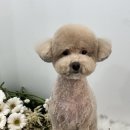 뽀독(BBODOG) 이미지