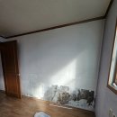 벽지 뜯는 강아지&가람 이미지