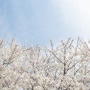 남해벚꽃길지나서 이미지