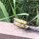 죽정습지 이미지