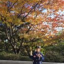 국제태권도 | 🥋둘째의 2025 경희대 라이온스컵 태권도대회 후기 (feat 경희대 국제캠퍼스 단풍)