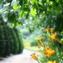 상추네 민박 이미지