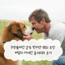 어게인 | 쿠팡플레인 감동 반려견 영화 추천 베일리 어게인 줄거리와 후기