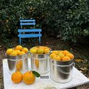 제주901 | 제주농원901 귤따기 체험 제주동쪽가볼만한곳 솔직후기