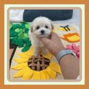 우리들애견 이미지