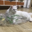 이가네세탁소 네이버블로그