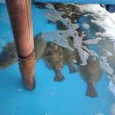 임원수산횟집 이미지