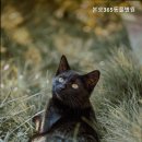 본오365동물병원 | 안산동물병원 본오365동물병원 선택 기준과 확인 포인트