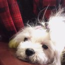 김선생 애견스쿨 이미지