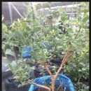 유일농장2 이미지