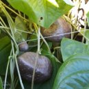 농부의 열매 이미지