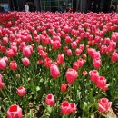 정발산역 | 일산 고양국제꽃박람회 다녀온후기 :: 정발산역 도보15분 인파,튤립,다양한꽃